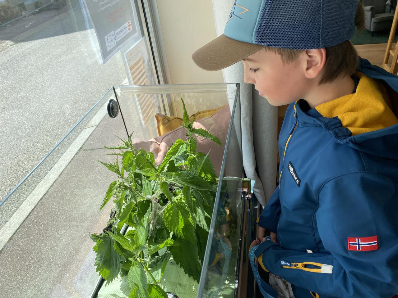 Ein Junge schaut in ein Terrarium in dem Brennnesseln und Raupen sind