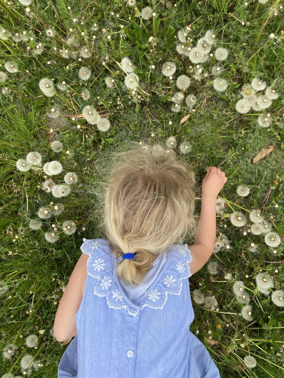Pusteblume
