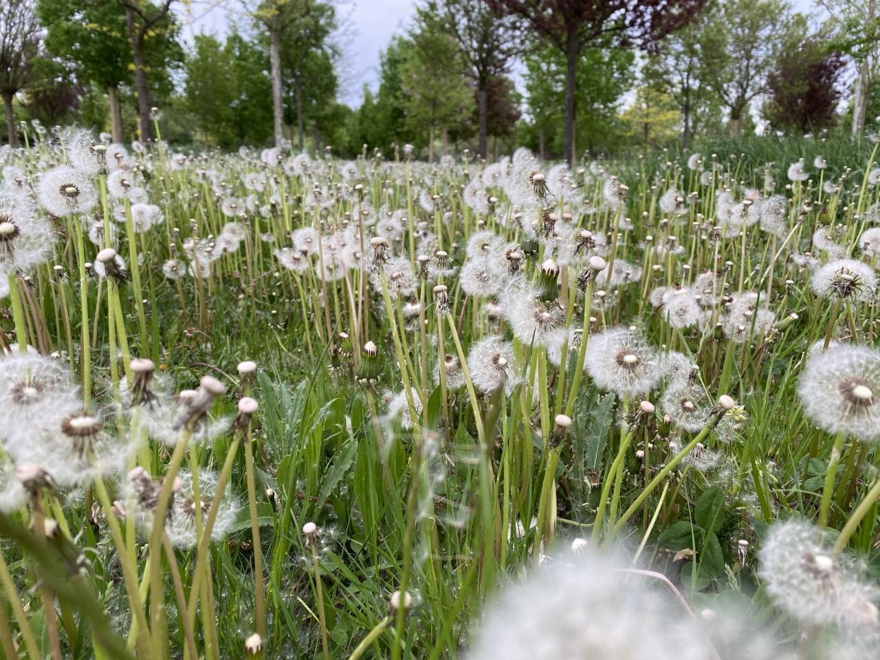 Pusteblume