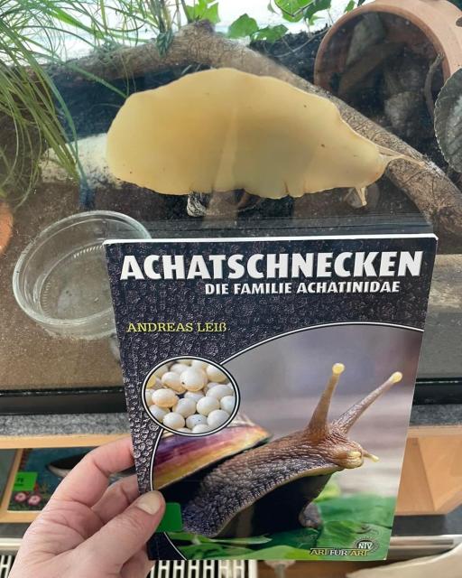 Achatschnecke