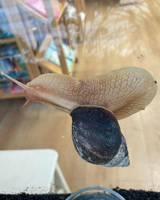 Achatschnecke