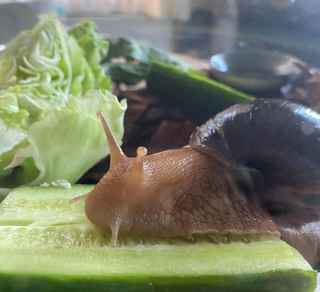 Achatschnecke 