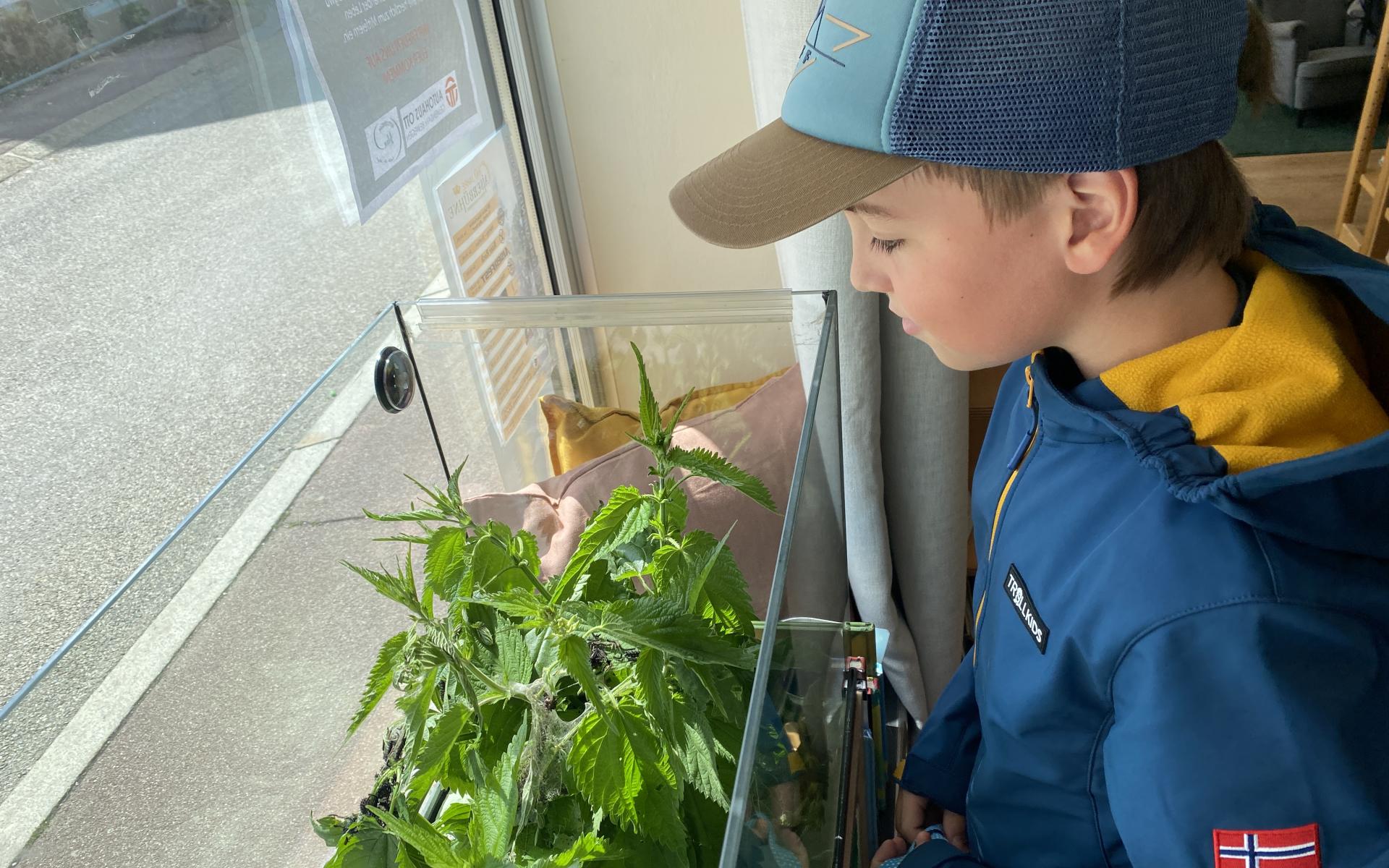 Ein Junge schaut in ein Terrarium in dem Brennnesseln und Raupen sind