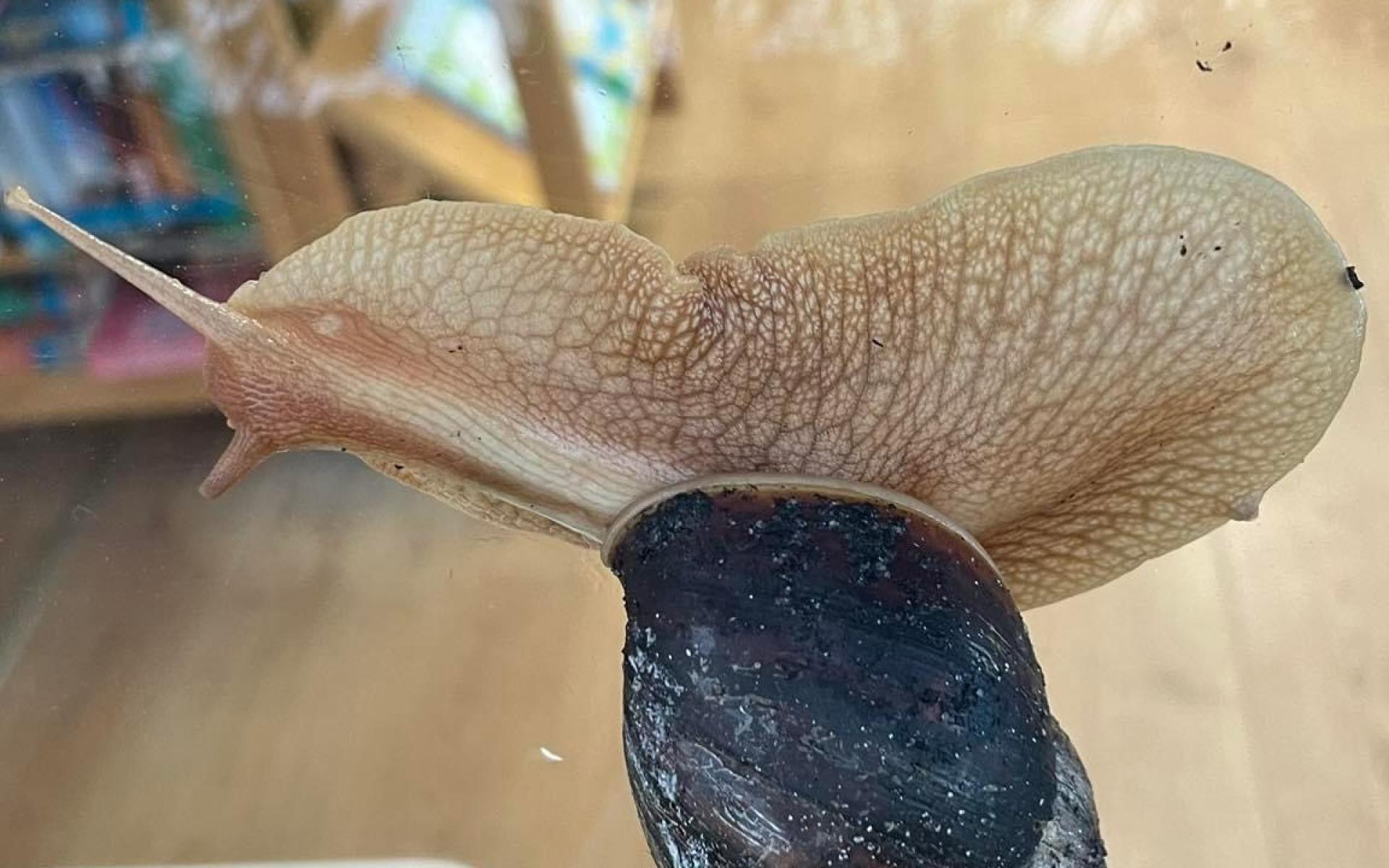 Achatschnecke