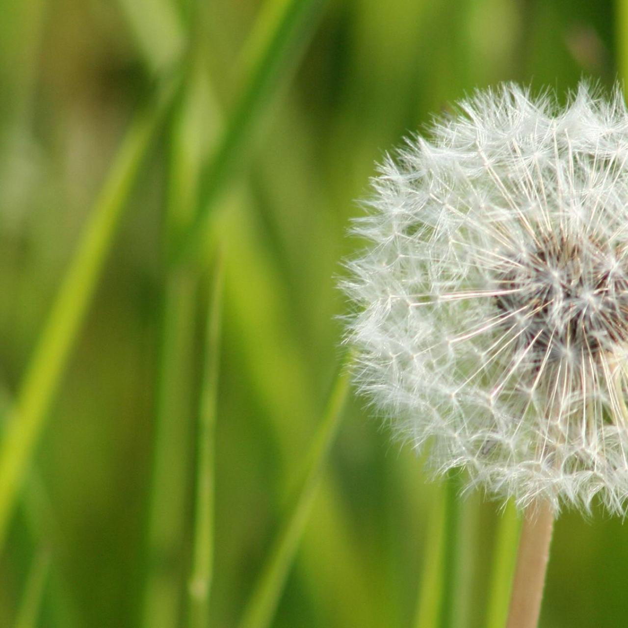 Pusteblume
