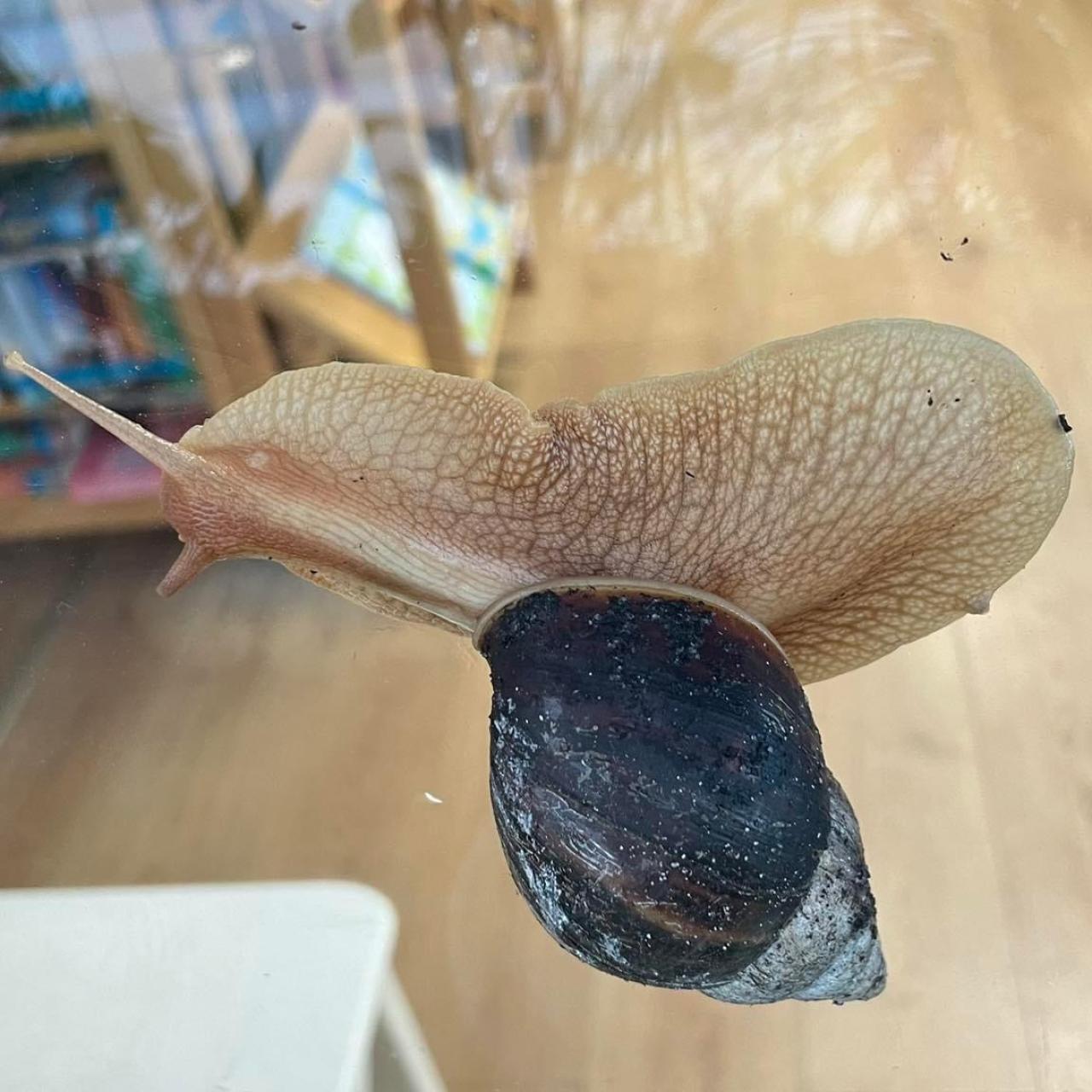 Achatschnecke