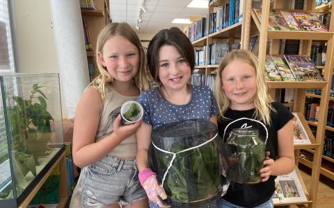 Valentina, Luisa und Anna Lena halfen beim Raupen verteilen